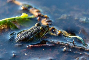 A grass frog sticking its head out of a pond in a close-up