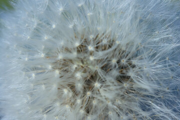 macro fluffy dandelions background texture