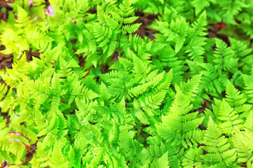 green petals leaves abstract background spring nature