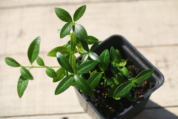 Barwinek niebieski vinca minor