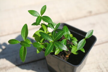 Barwinek niebieski vinca minor