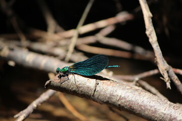 turquoise, finesse, rivière, lumière, ombre, luminosité, tamisé, fond d'écran, libellule, insecte, nature, macro, demoiselle, animal, bleu, blaireau, vert, mouche, faune, gros plan, ailes, insecte, 