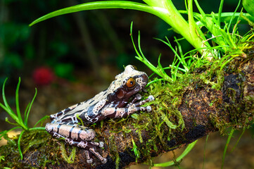 white-brown masked forest frog sitting on a log