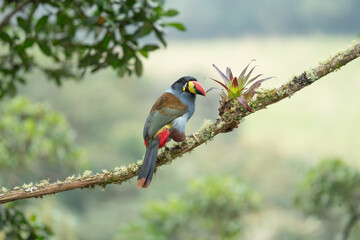 beautiful colored plate-billed mountain toucan (Andigena laminirostris) sitting n the branch very near in the cloud forest