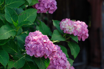 門前に咲くピンクのアジサイの花