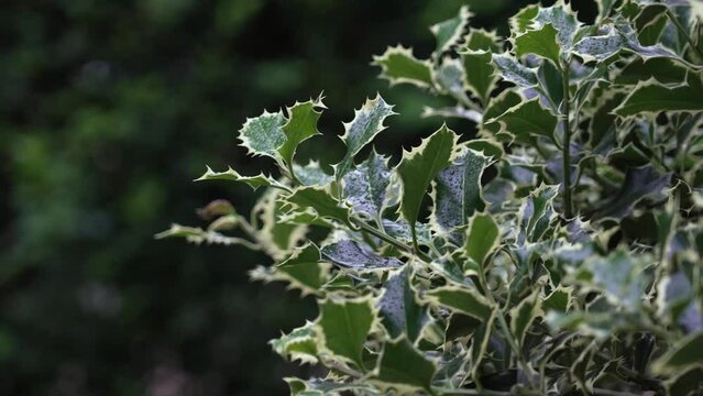 Variegated leaves of Ilex aquifolium Argentea Marginata in garden. Christmas holly. Close up