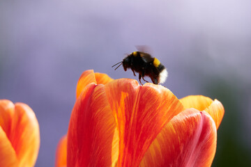 Hellgelbe Erdhummel oder Helle Erdhummel (Bombus lucorum) auf einer Tulpe
