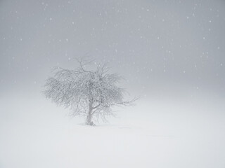 Soft focus. White haze. Minimalistic background with a snow-covered lonely tree on a mountain slope. Magical bizarre silhouette of tree are plastered with snow. Arctic harsh nature. Copy space.