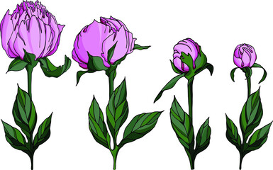 Vector set: pink peony flowers and buds with green leaves. Isolated on white summer natural elements for design card, poster, invitation.