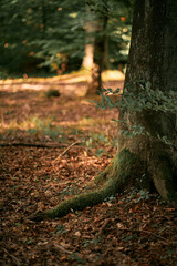 Vertical photo of a close up of a tree trunk isolated with blurred forest background