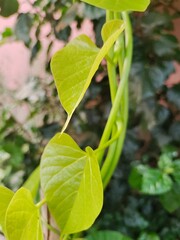 leaves