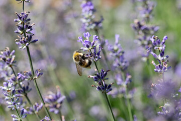 Bee on lavender flowers fields or lavandula angustifolia