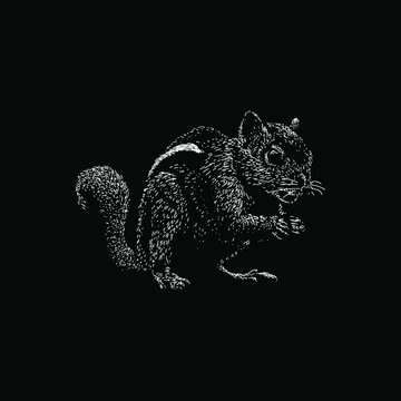 Indian Palm Squirrel hand drawing vector illustration isolated on black background