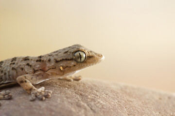 Gecko (Tarentola mauritanica) profile portrait