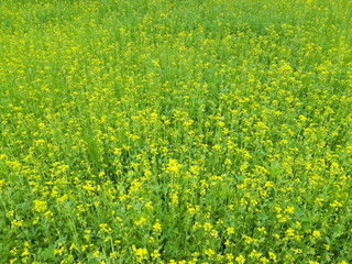 beautiful celandine, tettrrwort, simple nature yellow flower