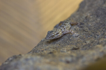 Gecko (Tarentola mauritanica) camouflaged on a rock