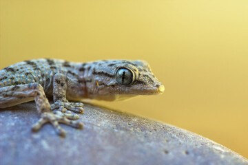 Gecko (Tarentola mauritanica) profile portrait