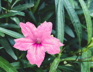 Pink flowers ,Five-petaled flowers are blooming