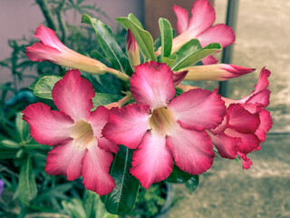 white flowers with pink border,Five-petaled flowers are blooming