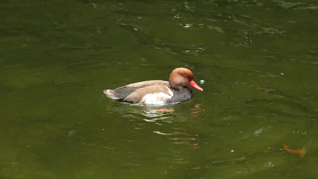 Redhead duck swims and dives, itches in pond water in slow motion. Waterfowl close up