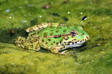 Grenouille verte d’Europe (Rana esculenta), Neuchâtel, Suisse.