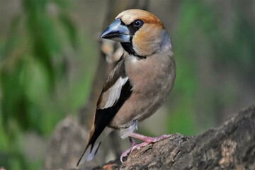 Gros-bec casse-noyaux (Coccothraustes coccothraustes), Neuchâtel, Suisse.