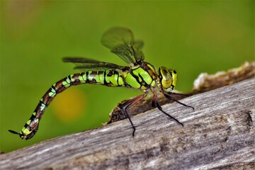 Aeschne bleue (Aeshna cyanea), Neuchâtel, Suisse.