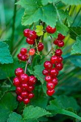 Red currant on a bush. Ripe and fresh berries. edible berries