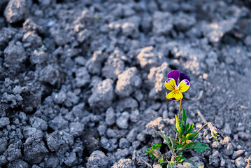 one beautiful flower growing on gray ground as a concept