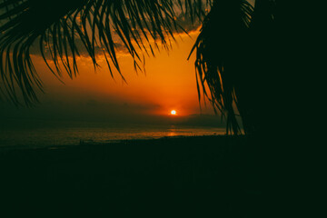 sunset on the beach between a palm tree
