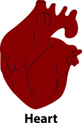 human inter organ heart. vector illustration. on white background