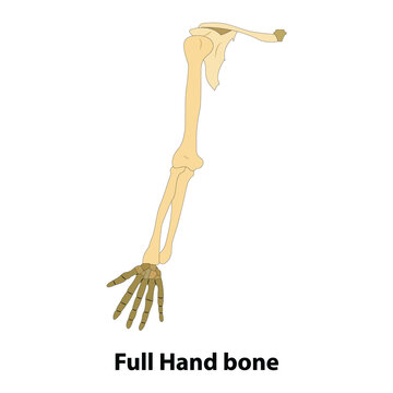 full hand bone.  Illustration from vector about science and medical. human anatomy