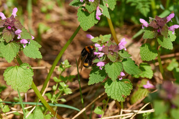 Dunkle Erdhummel (Bombus terrestris) auf einer Taubnessel