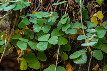 Oxalis acetosella, Wood sorrels, Oxalidaceae. Wild plant shot in spring