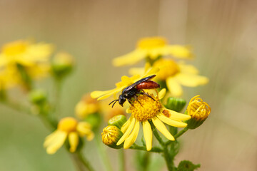 
Große Blutbiene (Sphecodes albilabris) auf Frühlingskreuzkraut (Senecio vernalis)