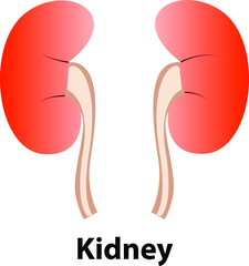 Kidney human renal realistic. vector front view illustration isolated on white background