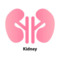 Kidney human renal realistic. vector front view illustration isolated on white background
