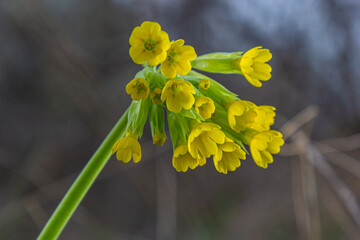 Primula veris, cowslip, common cowslip, cowslip primrose, syn. Primula officinalis Hill, is a herbaceous perennial flowering plant in the primrose family Primulaceae