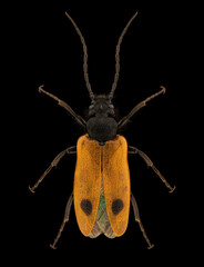 Early blister beetle (Apalus bimaculatus) entomology specimen with spreaded legs and antennae isolated on pure black background. Studio lighting. Macro photography.
