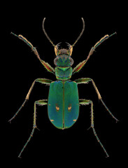 Green tiger beetle (Cicindela campestris) entomology specimen with spreaded legs and antennae isolated on pure black background. Studio lighting. Macro photography.