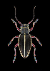 Longhorn beetle (Docardion pedestre) entomology specimen with spreaded legs and antennae isolated on pure black background. Studio lighting. Macro photography.