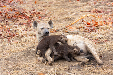 Baby hyenas with their mother