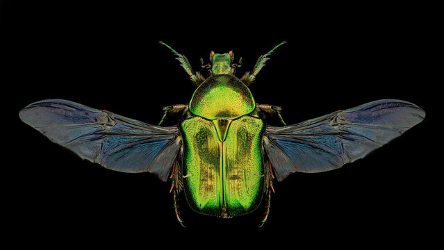 Green rose chafer (Cetonia aurata) entomology specimen with spreaded wings, legs and antennae isolated on pure black background. Studio lighting. Macro photography.