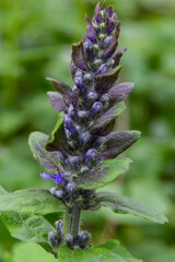 Close-up of beautiful blue flowers of Ajuga reptans Atropurpurea against blurred background with pond in spring. Nature concept for design