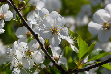 Blooming cherry tree in the spring garden. Close up of white flowers on a tree. Spring background