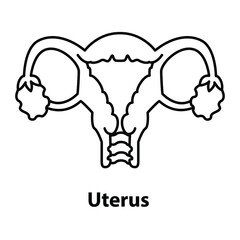 female, anatomy, gynecology, ovary, pregnancy, medicine. Isolated flat illustration hand draw on a white background
