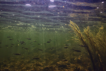 school of fish freshwater aquarium, background ecology fish underwater