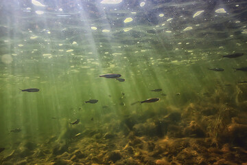 Obraz premium flock of small fish underwater, freshwater bleak fish anchovy seascape