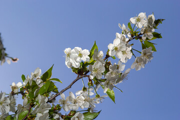 Blooming cherry tree in the spring garden. Close up of white flowers on a tree. Spring background