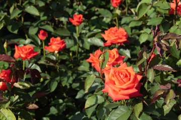初夏の公園に咲くオレンジ色のバラ
